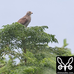 はるか遠くにサシバ。