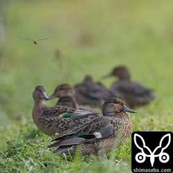 コガモ7羽の群れ。