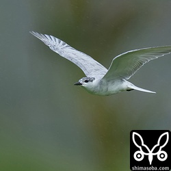 雨がかかってもクロハラアジサシの背中では水がよくはじいていました。