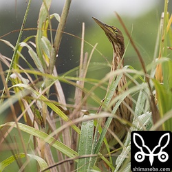 草むらにリュウキュウヨシゴイ。草に化けているつもり。