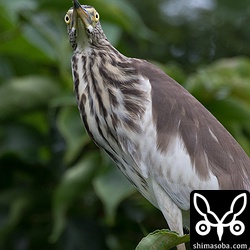 アカガシラサギは、上を飛ぶサシバが気になるようでした。