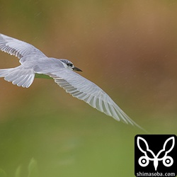 クロハラアジサシは雨が降っても元気に飛び回っていた。