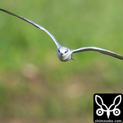 田んぼや畑の上を飛び回るクロハラアジサシ。朝の早い時間は数が少なかった。日が昇るにつれ、どこからともなくやってきていつもの数になった。