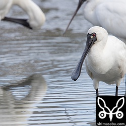 クロツラヘラサギ成鳥。
