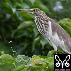 至近距離のアカガシラサギ冬羽。