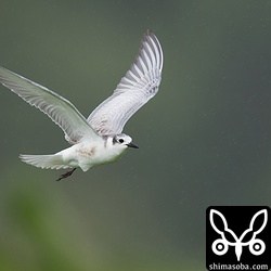 クロハラアジサシ幼鳥。片足が悪いようで飛行中も常に左足が垂れ下がっていた。