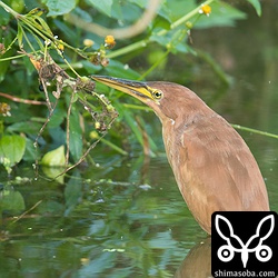 このフォルムがなんとも言えず愛らしい。何かに似ているんだけど思い出せない…。^^;