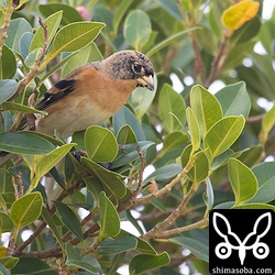 アコウの実をついばむアトリのオス。