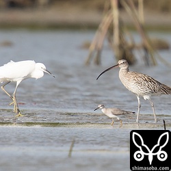 今季初の大型シギはダイシャクシギでした。