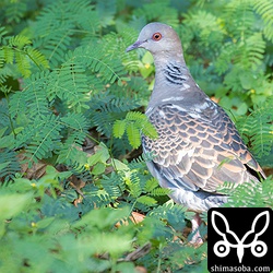 部分白化のキジバト。