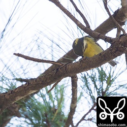 こちらの個体の方が頭の色など灰色の部分が若干濃く見えた。