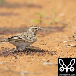 スズメがよく食っている草の種をヒバリもついばんでいました。ヒバリって種子も食うんですねー。