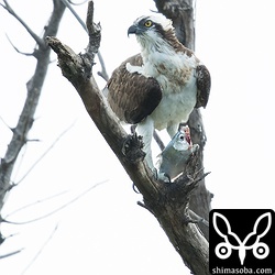 ミサゴは必ず魚の頭から食います。あそこが一番うまいのだろうか?