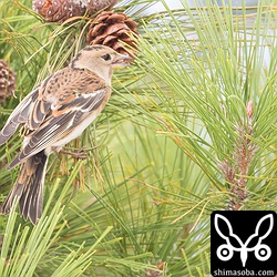 松ぼっくりから実を取り出すアトリのメス。数十羽のアトリが一斉に松の実を食うと、実を覆う薄皮が粉雪のようにひらひらと舞っていました。