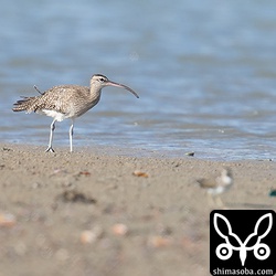 ダイシャクシギから少し離れてチュウシャクシギがいました。