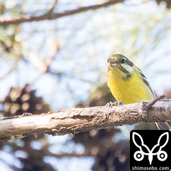 足の間に松の実を挟んで食っていた。