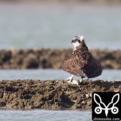 干潟では大きなボラをつかんだミサゴが目の前に舞い降りました。