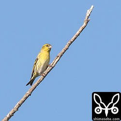 マヒワは、群れでやってくると木の高いところであたりを見回していました。