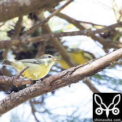 キバラガラ2羽。奥にぼんやり写っているのが、上写真の個体。