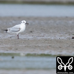 シオマネキを走って捕まえたズグロカモメ。