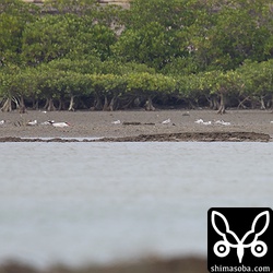 少し離れてもう一羽オニアジサシ。こちらは座り込んでいました。ハヤブサに驚いて飛び上がり、こちらに近づくとくちばしから釣り糸らしきものが出ていた。餌と間違えて釣りの仕掛けを呑んでしまったのだろうか。昨年も `くちばしから釣り糸が出てるオニアジサシ <https://shimasoba.com/blog/944/>`_ がいた。
