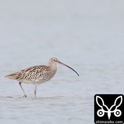 ダイシャクシギ。