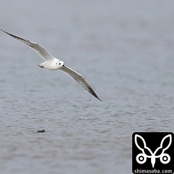 ズグロカモメは、低空飛行から急降下してカニを捕まえることもありました。