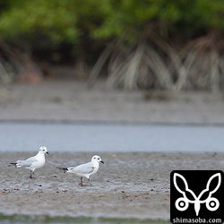 マングローブとズグロカモメ。沖縄でないと見られない風景です。