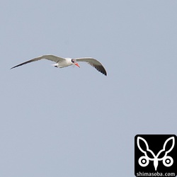 上のオニアジサシがハヤブサに驚いてこちらへやってきた。よく見るとくちばしの根元から釣り糸が絡み合ったようなものが見える。