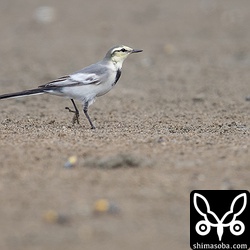 ハクセキレイもやってきて小さなカニを捕まえていた。