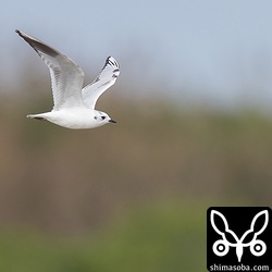 翼の模様から幼鳥の第1回冬羽。ほかのズグロカモメをほとんど幼鳥でした。