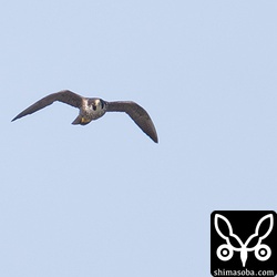 ハヤブサが現れるとクロハラアジサシなどが逃げ惑っていた。