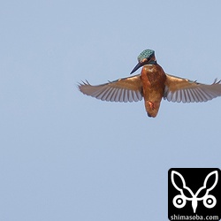 こちらはホバリングの名手カワセミ。