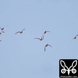 ヒドリガモとハシビロガモの群れ。干潟に降りては飛行機の爆音に驚いて飛び回っていた。
