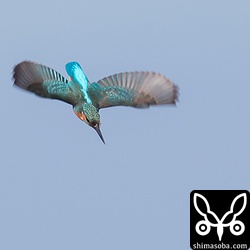 急降下して魚を捕まえていました。