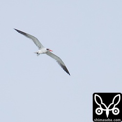 1羽だけになったオニアジサシ。今日も遠かったー。^^;