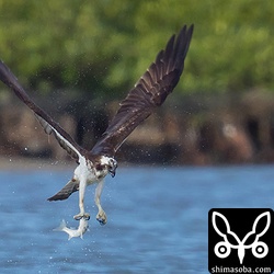 大きなボラを捕まえました。