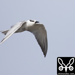 クロハラアジサシは、ハヤブサはもちろんサシバにも驚いていた。