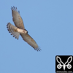 干潟上空に現れたサシバの幼鳥。