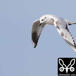 ズグロカモメ第1回冬羽。モノトーンが美しいです。