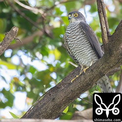 イスカは現れず…。代わりに久しぶりのツミに出会えました。