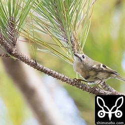 名前の由来にもなった頭のてっぺんはなかなか見せてくれません。