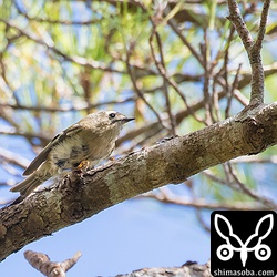 人に対しての警戒心は全くなかったけど、高いところにいるのでキクイタダキまで遠いです。^^;