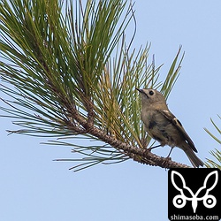 大きさはキバラガラと同じぐらいでしたが、キクイタダキの方が華奢に感じました。