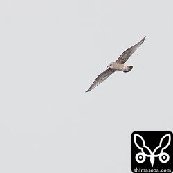 南へ飛び去るカモメ。1200mm手持ちなんでぶれちゃいました。^^;