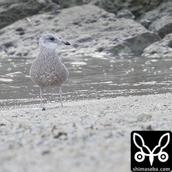カモメは、沖縄では10年に一度ぐらいの頻度でしか見られません。