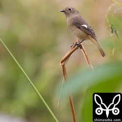 ジョウビタキのメス。今季初でした。^^