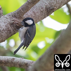 シジュウカラは枯れ枝に隠れる虫を探し出しているようでした。。