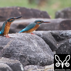 カワセミのオス(左)とメス。お互い連れ立って行動しながら求愛ダンスのようなこともやっていた。こんな小さな池で繁殖するのか?