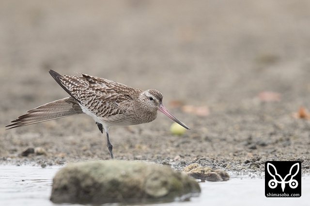 オオソリハシシギ